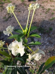 Brunfelsia americana