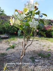 Brunfelsia americana