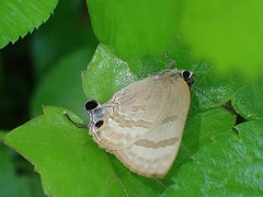 Rapala varuna formosana