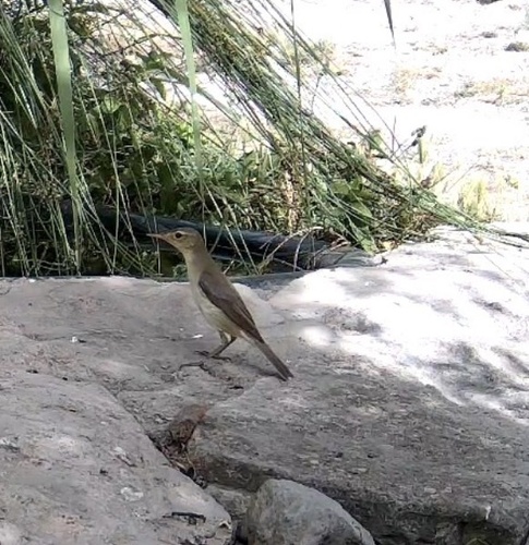 Melodious Warbler