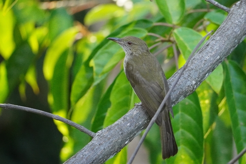 Streaked Bulbul (Ixos malaccensis), photo 2