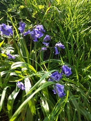 Hyacinthoides non-scripta