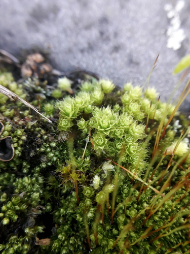 Rosulabryum campylothecium observed 2026-06-21