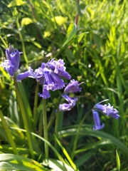 Hyacinthoides non-scripta