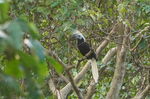 White-crowned Hornbill (Berenicornis comatus), photo 4