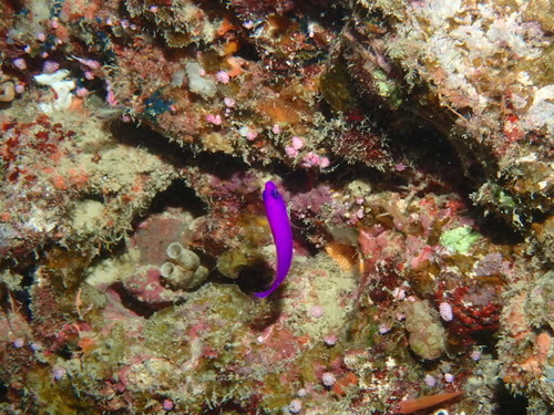 Pseudochromis observed 2026-06-16