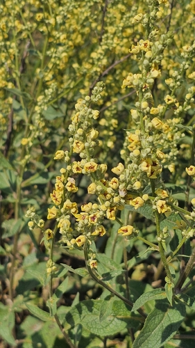 Nettle-leaved Mullein