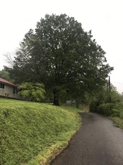 Metasequoia glyptostroboides