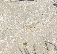 Callisaurus draconoides rhodostictus