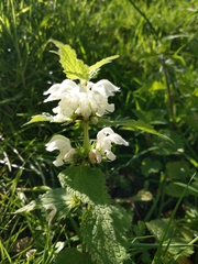 Lamium album