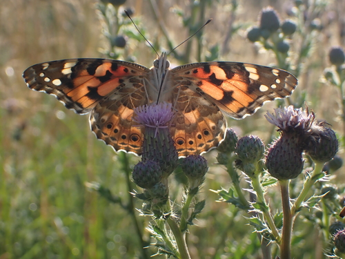 Painted Lady
