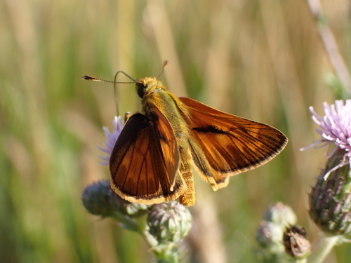 Large Skipper