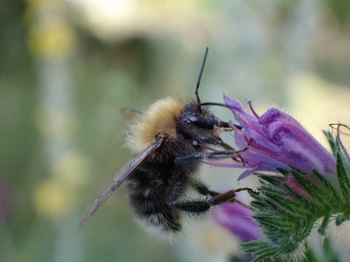 Tree Bumble Bee