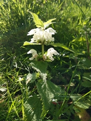 Lamium album