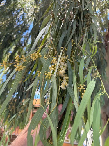 River Red Gum