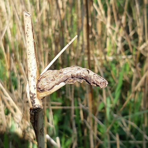 Steneotarsonemus phragmitidis