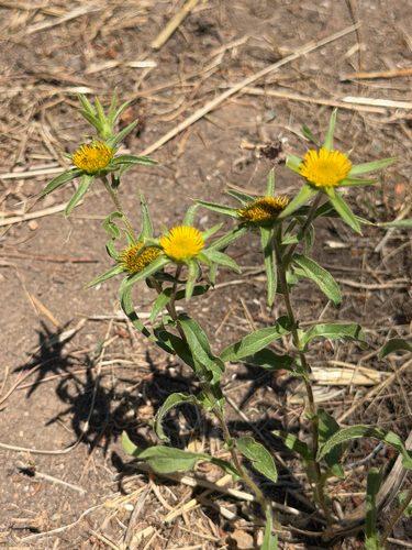 Spiny Starwort