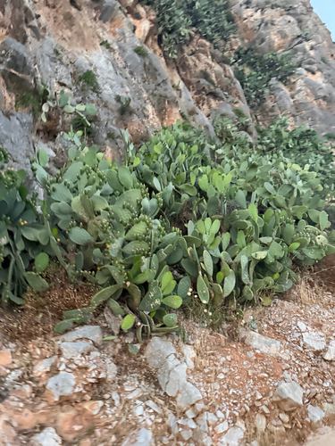 Indian fig opuntia