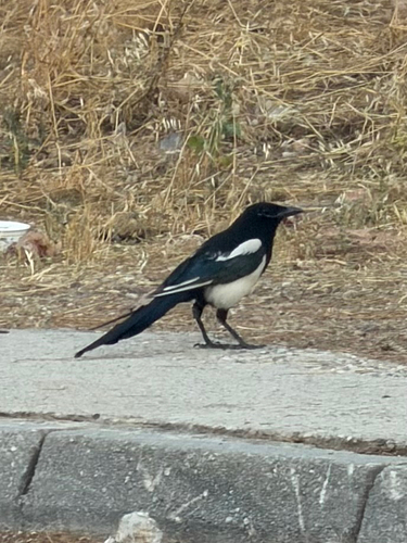 Eurasian Magpie