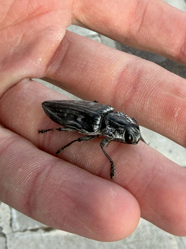 Chalcophora detrita