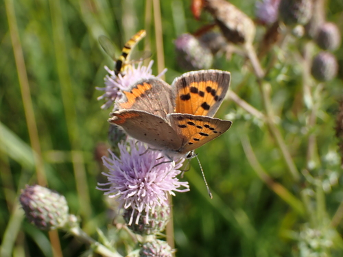 Small Copper