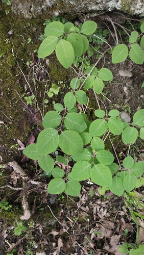Lonicera steveniana, photograph 6