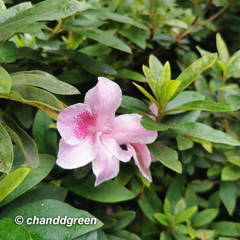 Rhododendron × pulchrum