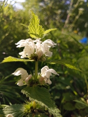Lamium album