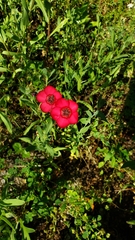 Linum grandiflorum