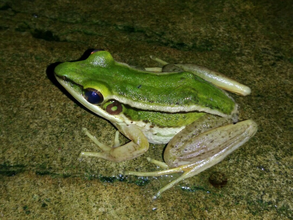 Green Paddy Frog (Amphibians of Thailand) · BioDiversity4All