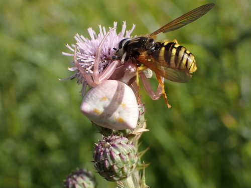 Heather crab spider