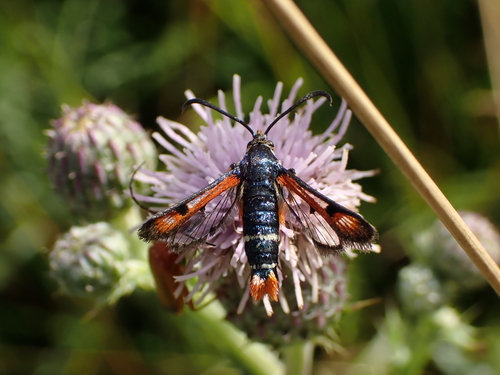 Fiery Clearwing