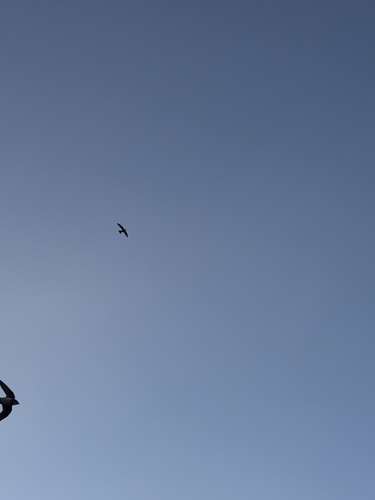 Alpine Swift