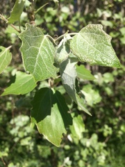 Populus