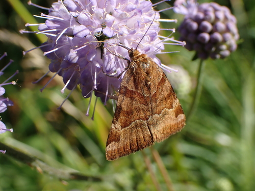 Burnet Companion