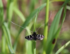 Adela trigrapha