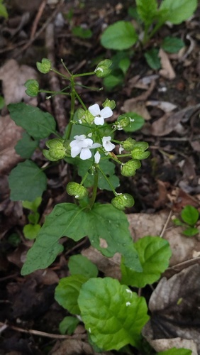 Pachyphragma macrophyllum, photograph 5