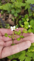 Pachyphragma macrophyllum, photograph (c) Andrew Bazdyrev, some rights reserved (CC BY)