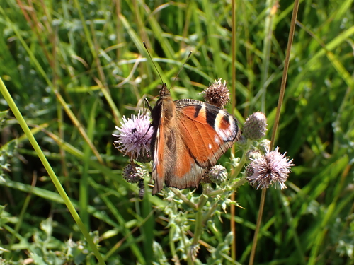 European Peacock Butterfly