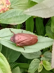 Zulia pubescens