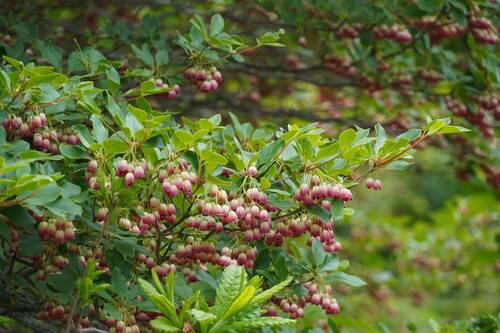 Enkianthus campanulatus observed 2026-06-18