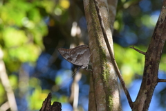 Archaeoprepona demophoon