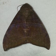 Ophisma