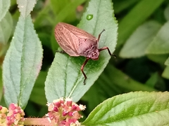 Zulia pubescens