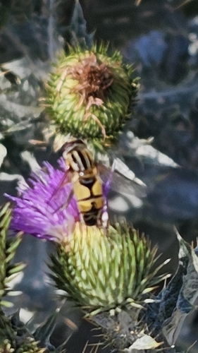 Trivittate Marsh Fly
