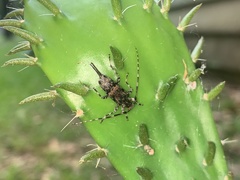 Graphisurus fasciatus