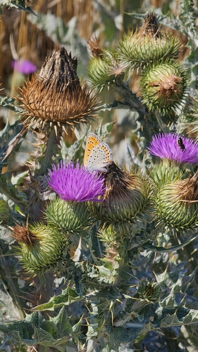 Lesser Fiery Copper