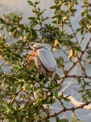 Pseudocotalpa giulianii