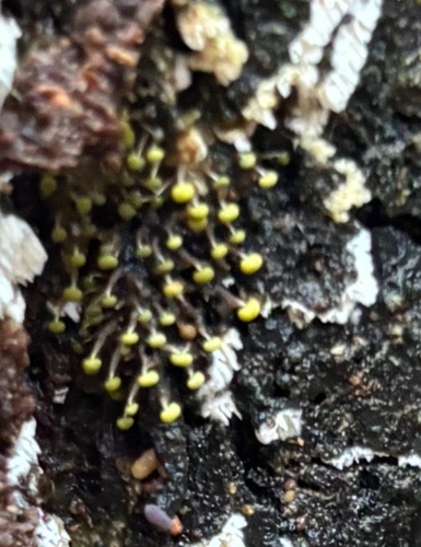 Physarum viride
