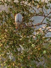 Pseudocotalpa giulianii